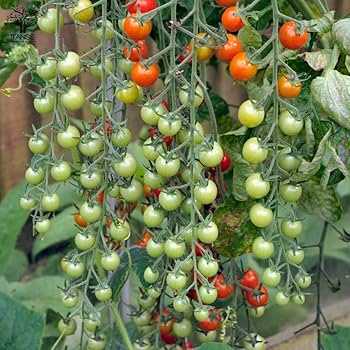 Amazon.co.jp: ITANSE ミニトマト苗 実割れしにくい すずなり